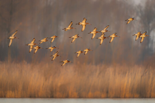 Flock of beautiful Black-tailed Godwits (Limosa limosa islandica) at sunrise. Gelderland in the Netherlands.                                                                                 