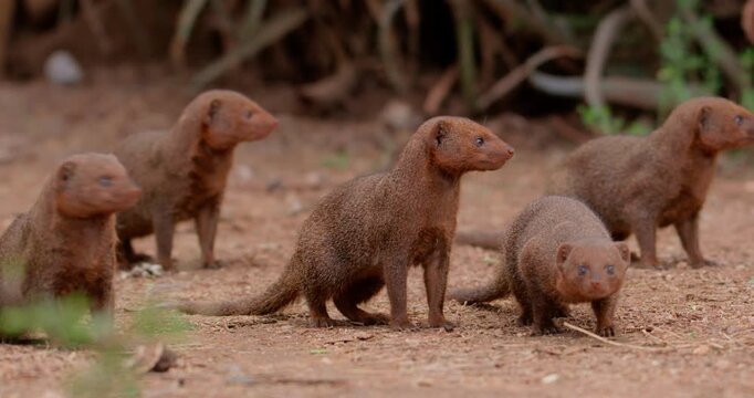 Wide of group of Dwarf Mongoose (Helogale parvula) standing and running away on red soil during daytime in Kenya