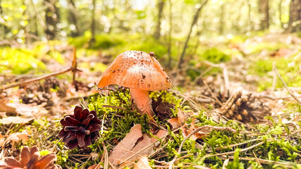 The mushroom grew in the autumn forest bathed in sunlight