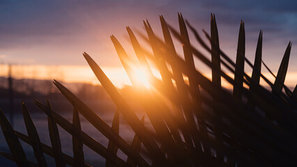Dark silhouettes of sharp narrow leaves in the sunset