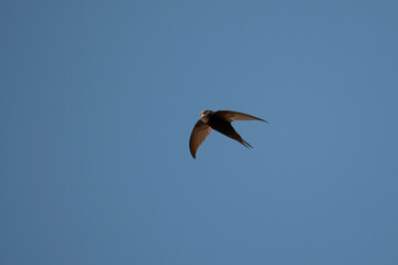 Oiseau en vol - Martinet Noir (Apus apus)