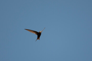 Oiseau en vol - Martinet Noir (Apus apus)