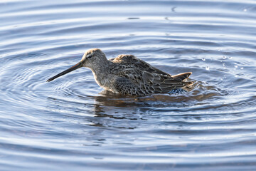 Shorebird foraging in calm water during golden hour at a peaceful wetland