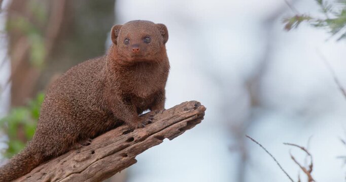 Wide of Dwarf Mongoose (Helogale parvula) standing alert and looking about from end of dead tree branch during daytime in Kenya
