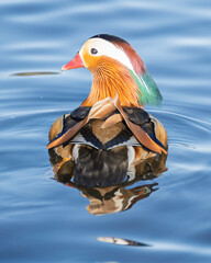 Brightly colored mandarin duck gliding on calm water while showcasing its vibrant plumage during sunset