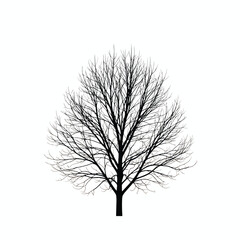Obraz premium Silhouette of a bare tree against a stark, white background, showcasing intricate branches.