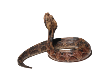 Venomous snake gaboon viper on isolated background, Baby gaboon snake on isolated background, Gaboon viper (Bitis gabonica gabonica) isolated on white background