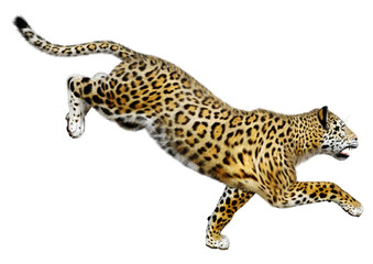 3D Rendering Big Cat Jaguar on White