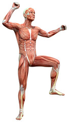 3D Rendering Male Anatomy Figure on White