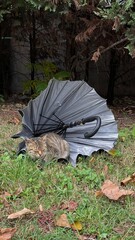Cat lying in umbrella and forest