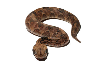 Venomous snake gaboon viper on isolated background, Baby gaboon snake on isolated background, Gaboon viper (Bitis gabonica gabonica) isolated on white background