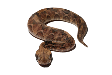 Venomous snake gaboon viper on isolated background, Baby gaboon snake on isolated background, Gaboon viper (Bitis gabonica gabonica) isolated on white background