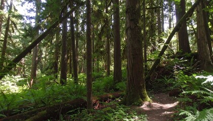 Obraz premium Lush forest scene with sunlight filtering through