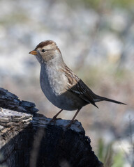 Fototapeta premium Small sparrow perched on a log in a serene natural setting during daylight hours