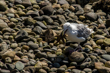 A seagull holiding a starfish on a pebble beach
