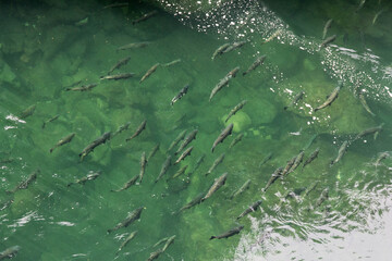 Coho Salmon swimming and jumping upstream, British Columbia