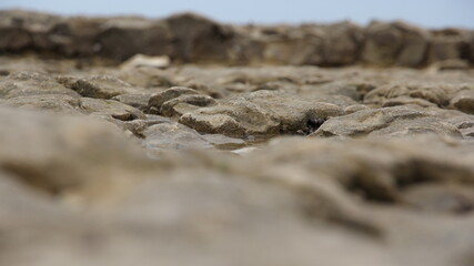 Close-up at low tide