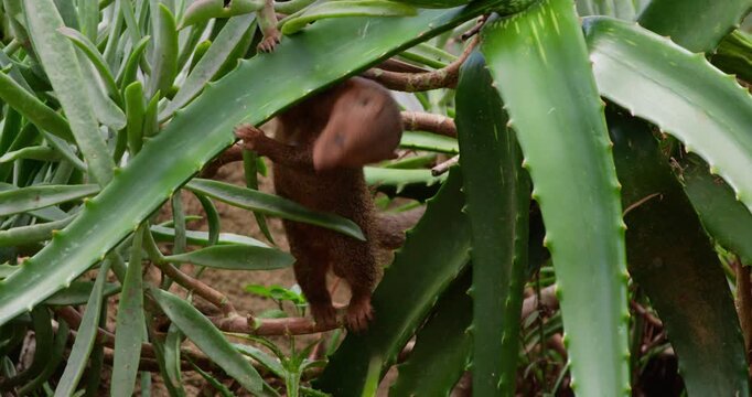 Wide of Dwarf Mongoose (Helogale parvula) climbing and falling off Aloe Vera during daytime in Kenya