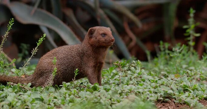Wide of Dwarf Mongoose (Helogale parvula) sitting and alert and looking around on green vegetation during daytime in Kenya