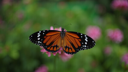 Fototapeta premium Monarch butterfly resting on a pink flower in a garden