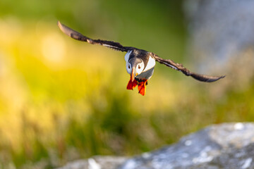 puffin flying