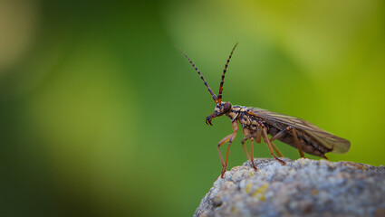 Close up of a small brown insect with long antennae perched on a rock