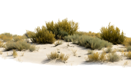  landscape featuring desert shrubs growing on sand dune isolated on white background