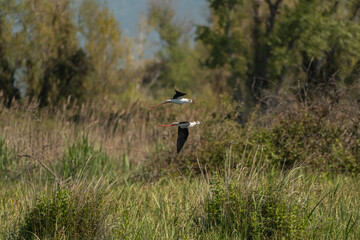 Oiseaux - Échasse blanche (Himantopus himantopus)