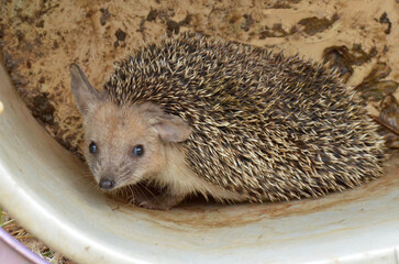 Long-Eared Hedgehog in Cyprus. A close-up, eye-level shot of a long-eared hedgehog looking at the camera from inside a muddy plastic tub with a dirty background.
