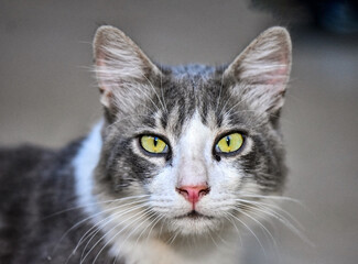 Close-up Portrait of a Domestic Cat. A close-up portrait of a grey and white tabby cat with bright green eyes looking directly at the camera, with a blurred background.