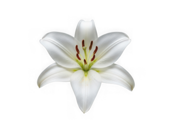 Photo of a beautiful white lily flower isolated on transparent background, symbolizing purity and elegance