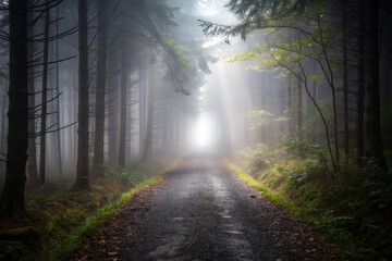 Mysterious forest path illuminated by sunbeams through the dense fog and tall trees