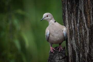 Close-up of a Eurasian Collared Dove perched on a wooden log toward the camera lens against a green background on a cloudy summer day.