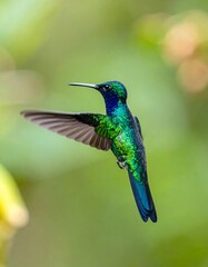 Obraz premium Iridescent hummingbird in flight