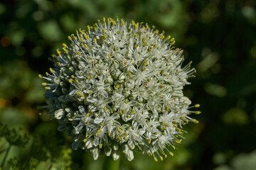 Inflorescence of onion (lat. Allium cepa) on a garden plot. Onion is a perennial herbaceous plant, a species of the Onion genus (Allium) of the Onion family (Alliaceae), a widespread vegetable crop.