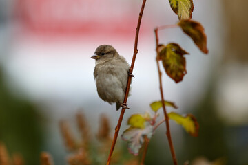 Sparrow sitting on a branch outdoors