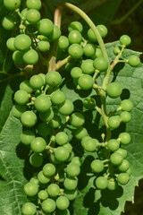 Grapes ripen in the garden. A bunch of grapes in close-up. Summer.