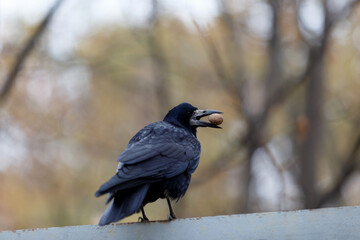 Crow standing on a branch outdoors