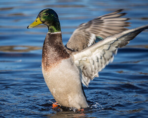 Male duck flapping wings while swimming on a serene lake during a sunny day