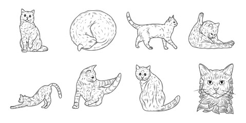 Cat hand drawn ink sketch vector set illustration
