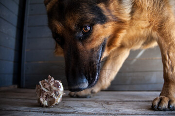 German Shepherd dog chewing on a bone indoors