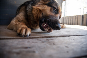 German Shepherd dog chewing on a treat indoors