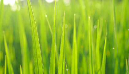 Obraz premium Green Grass Blades Under Sunlight: The close-up perspective captures vibrant blades of grass illuminated by soft sunlight, evoking feelings of freshness and serenity.