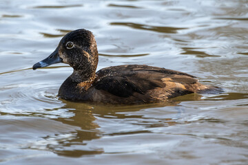 Brown duck swimming in calm water under soft sunlight near a peaceful lakeside
