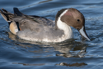 Northern pintail duck swimming gracefully in calm waters during the late afternoon sun