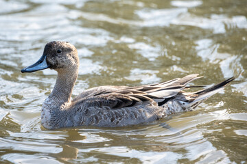 Gray duck swimming in a calm pond under soft sunlight