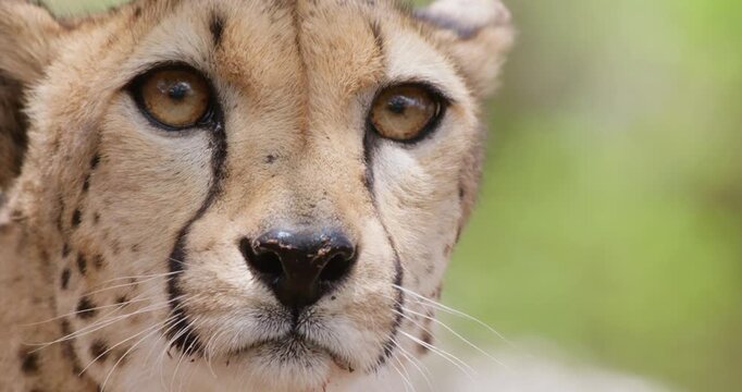 Close up of Cheetah (Acinonyx jubatus) head staring and licking face and turning head during daytime in Kenya