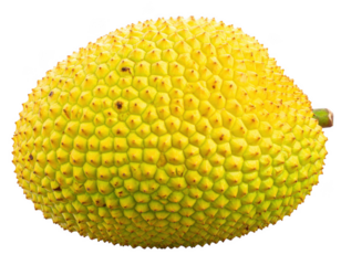 Jack fruits isolated on transparent background