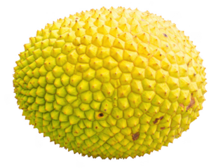 Jack fruits isolated on transparent background