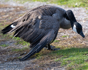 Adult canadian goose foraging along the grass in a park during a sunny afternoon